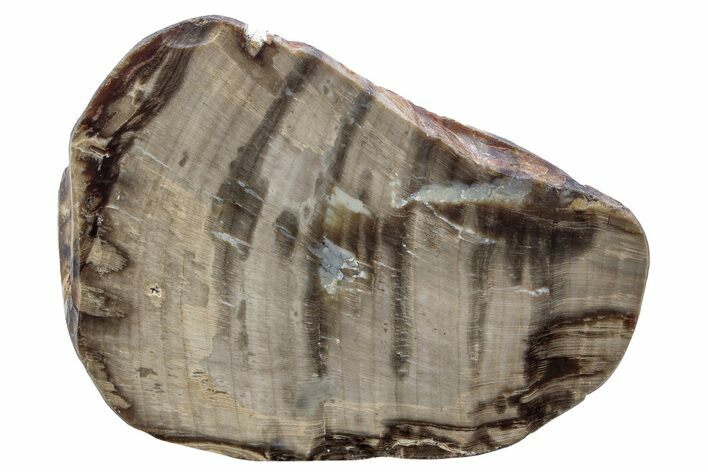 Cretaceous Petrified Wood (Aruacaria) Section - Australia #239743